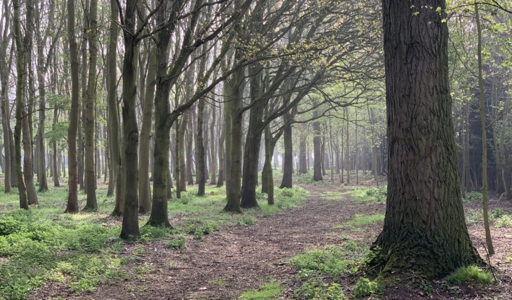 English woodland at Hemingford Park